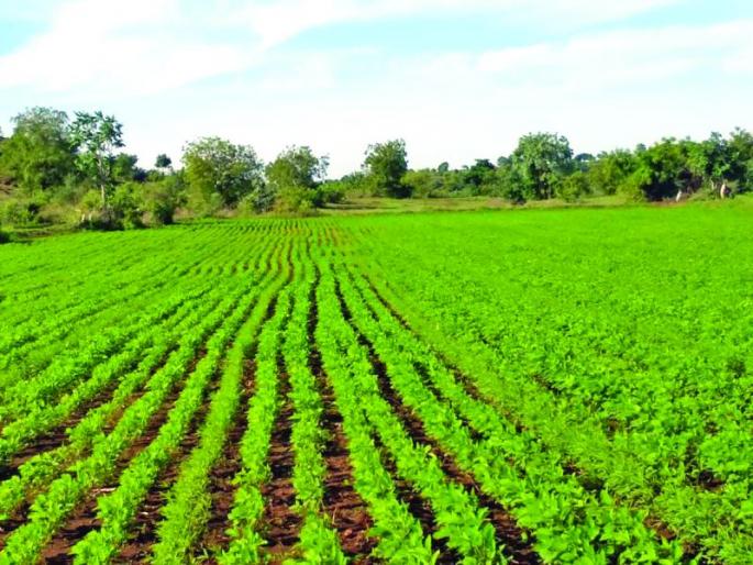 Rainfall in Washim district raises crops | वाशिम जिल्हयात पावसामुळे पिकांना संजिवनी, तूट कायमच! Rainfall in Washim district raises crops | वाशिम जिल्हयात पावसामुळे पिकांना संजिवनी, तूट कायमच!