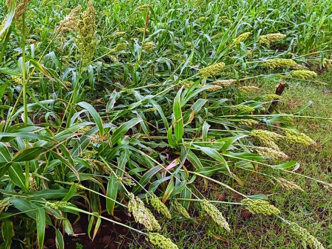 Washim: Already 'locked down', unseasonal rain hit agriculture | वाशिम: आधीच ‘लॉक डाऊन’ त्यात अवकाळीचा फटका Washim: Already 'locked down', unseasonal rain hit agriculture | वाशिम: आधीच ‘लॉक डाऊन’ त्यात अवकाळीचा फटका