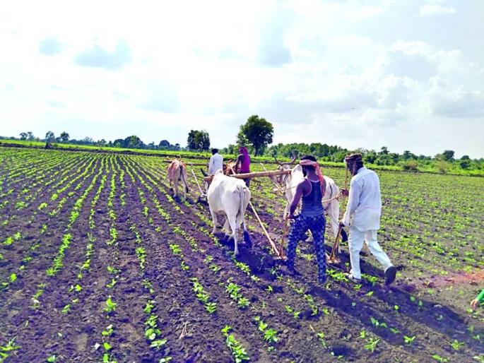 Presence of rain after 15 days; Support to crops | १५ दिवसानंतर पावसाची हजेरी; पिकांना आधार