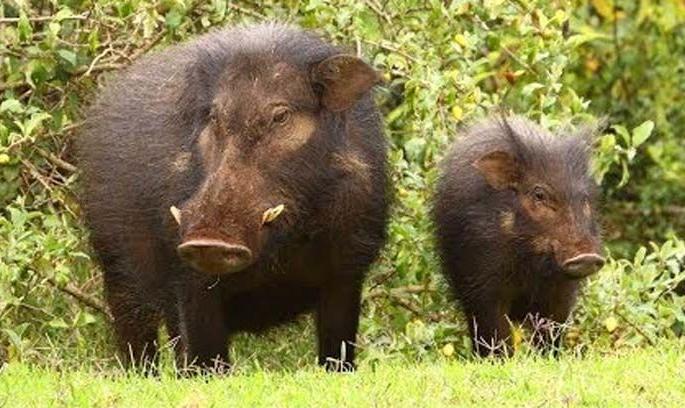 Do you take care of the wildlife, or do we? The question of farmers | वन्यप्राण्यांचा बंदोबस्त तुम्ही करता, की आम्ही करू? शेतकऱ्यांचा सवाल Do you take care of the wildlife, or do we? The question of farmers | वन्यप्राण्यांचा बंदोबस्त तुम्ही करता, की आम्ही करू? शेतकऱ्यांचा सवाल