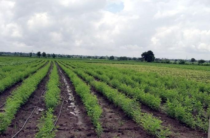 Rain gave relief to Wardha; 237.79 mm of rainfall | श्रावणसरींनी दिला वर्धेकरांना दिलासा; २३७.७९ मिमी पाऊस Rain gave relief to Wardha; 237.79 mm of rainfall | श्रावणसरींनी दिला वर्धेकरांना दिलासा; २३७.७९ मिमी पाऊस