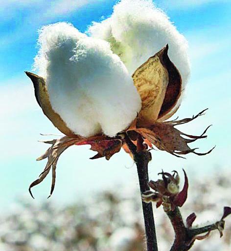 Imports should be levied on cotton as well as cotton | साखरेप्रमाणे कापसावरही आयात शुल्क लावावे