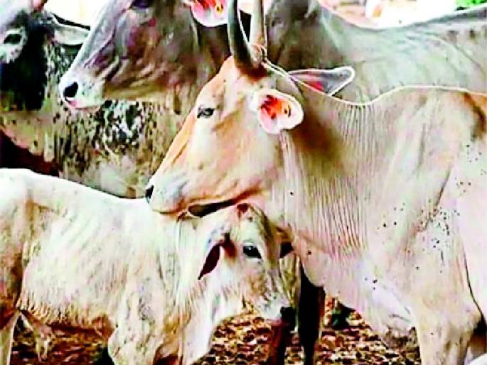94.98 per cent cows were vaccinated against Goat Fox | ९४.९८ टक्के गोवंशांना दिली ‘गोट फॉक्स’ लस 94.98 per cent cows were vaccinated against Goat Fox | ९४.९८ टक्के गोवंशांना दिली ‘गोट फॉक्स’ लस