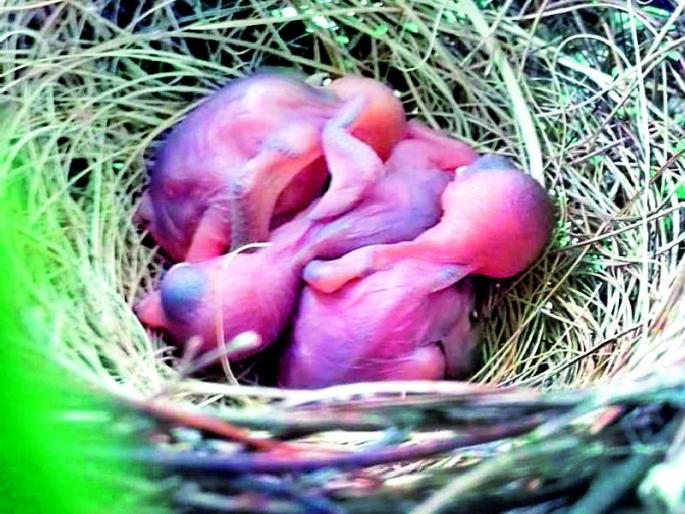 In the coconut gardens blossom bulging | मोसंबीच्या बगीच्यात बुलबुलने फुलविला संसार In the coconut gardens blossom bulging | मोसंबीच्या बगीच्यात बुलबुलने फुलविला संसार