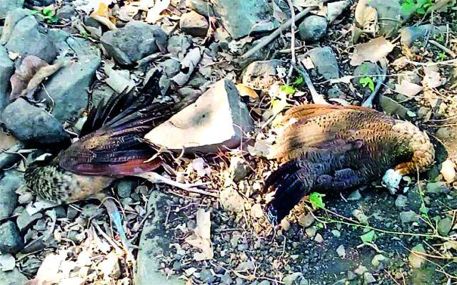 Eight peacock deaths on the water level | पाणवठ्यावर आठ मोरांचा मृत्यू Eight peacock deaths on the water level | पाणवठ्यावर आठ मोरांचा मृत्यू