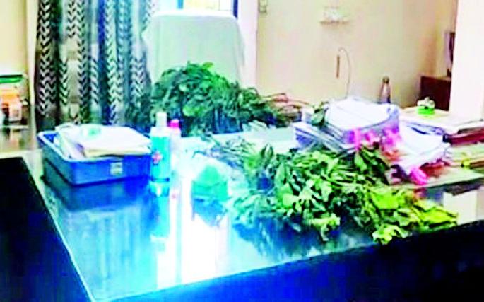 Soybean tree gift to the chair of District Superintendent of Agriculture due to absence | अनुउपस्थितीमुळे जिल्हा अधीक्षक कृषी अधिकाऱ्यांच्या खुर्चीला सोयाबीनचे झाड भेट Soybean tree gift to the chair of District Superintendent of Agriculture due to absence | अनुउपस्थितीमुळे जिल्हा अधीक्षक कृषी अधिकाऱ्यांच्या खुर्चीला सोयाबीनचे झाड भेट