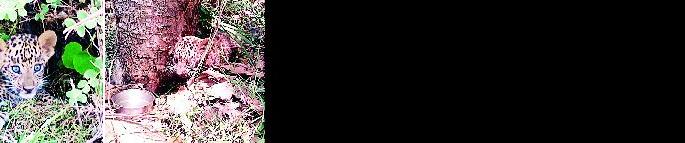 The wounded leopard flew away from the mother | जखमी बिबट्याचे पिलू मातेपासून भरकटले The wounded leopard flew away from the mother | जखमी बिबट्याचे पिलू मातेपासून भरकटले