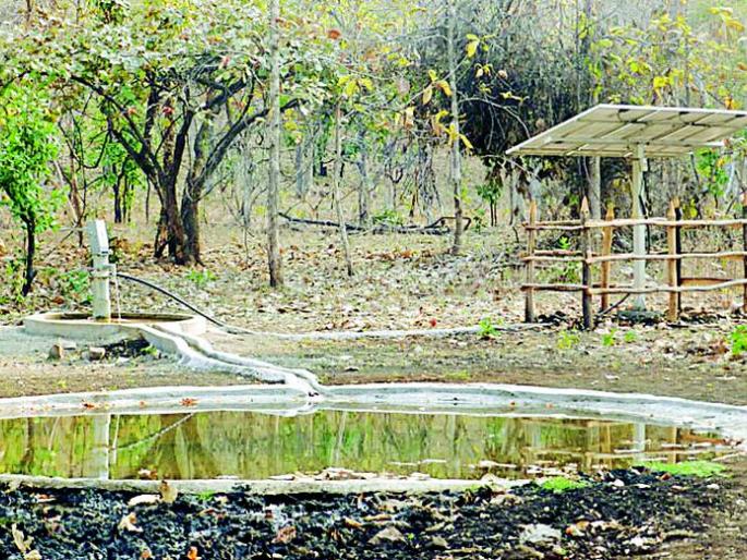 56 bunds for wild animals in the bore tiger reserve | बोर व्याघ्र प्रकल्पात वन्य प्राण्यांसाठी ५६ पाणवठे 56 bunds for wild animals in the bore tiger reserve | बोर व्याघ्र प्रकल्पात वन्य प्राण्यांसाठी ५६ पाणवठे