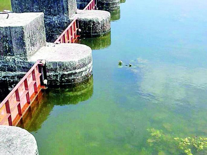 The green zone increased by the Kolhapuri dam | कोल्हापुरी बंधाऱ्याने ग्रीन झोन वाढले The green zone increased by the Kolhapuri dam | कोल्हापुरी बंधाऱ्याने ग्रीन झोन वाढले