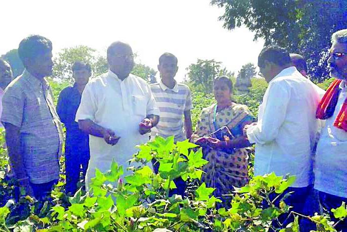 MPs inspect bollwind inspection | खासदारांनी केली बोंडअळीची पाहणी