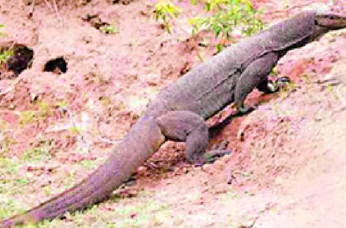 In Sunna village, the forest department caught the squirrel | सुन्ना गावात वनविभागाने घोरपड पकडली In Sunna village, the forest department caught the squirrel | सुन्ना गावात वनविभागाने घोरपड पकडली