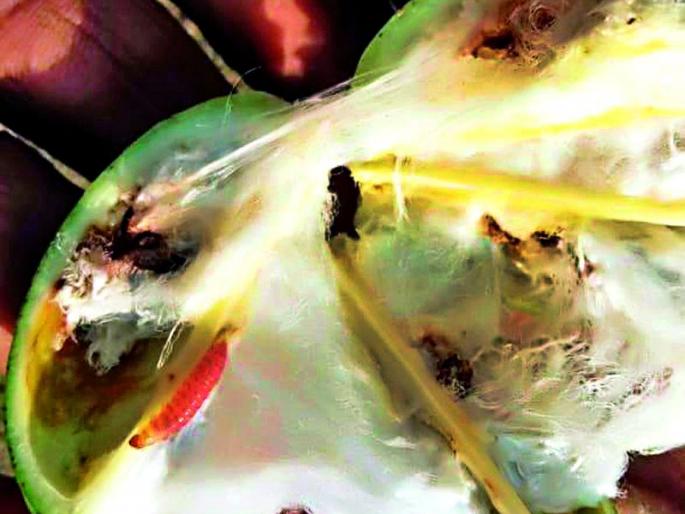 21 million of 'Bondly' | ‘बोंडअळी’चे २१ कोटी 21 million of 'Bondly' | ‘बोंडअळी’चे २१ कोटी