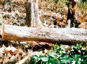 57 sandalwood trees in Tippswar Wildlife Sanctuary | टिपेश्वर अभयारण्यात ५७ चंदन वृक्षांची तोड 57 sandalwood trees in Tippswar Wildlife Sanctuary | टिपेश्वर अभयारण्यात ५७ चंदन वृक्षांची तोड