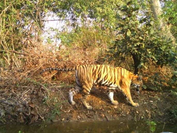 In Yavatmal district, Tigress was killed in a cave | यवतमाळ जिल्ह्यात वाघिणीची गुहेत डांबून हत्या; वनवर्तुळात खळबळ In Yavatmal district, Tigress was killed in a cave | यवतमाळ जिल्ह्यात वाघिणीची गुहेत डांबून हत्या; वनवर्तुळात खळबळ