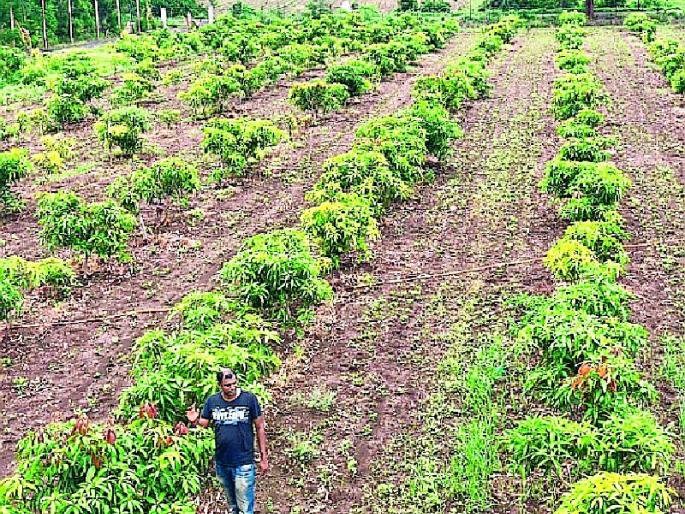 A model of nature farming was created in Ridhora village | रिधोरा गावात तयार झाले निसर्ग शेतीचे मॉडेल A model of nature farming was created in Ridhora village | रिधोरा गावात तयार झाले निसर्ग शेतीचे मॉडेल