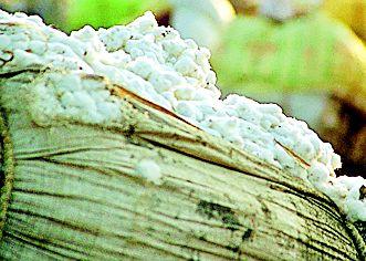 For the purchase of government cotton sticks to the ginning-pressing owners | शासकीय कापूस खरेदीसाठी आर्णीत जिनिंग-प्रेसिंग मालकांचीच आडकाठी For the purchase of government cotton sticks to the ginning-pressing owners | शासकीय कापूस खरेदीसाठी आर्णीत जिनिंग-प्रेसिंग मालकांचीच आडकाठी