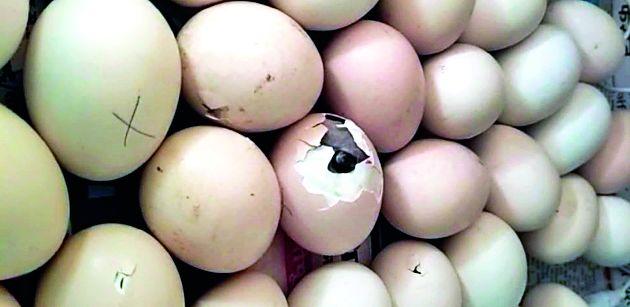 Parsodi village without poultry | परसोडी गावात कोंबडीशिवाय पिलं