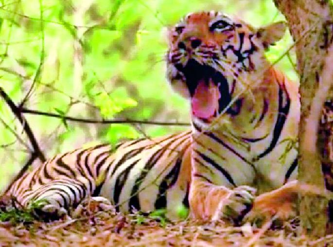 The tiger came .. but the forest department came late | वाघ आला रे आला.. पण वनविभाग उशिरा आला The tiger came .. but the forest department came late | वाघ आला रे आला.. पण वनविभाग उशिरा आला