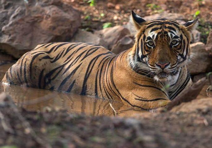 Gondia district's tiger reserve has lost its water | गोंदिया जिल्ह्याच्या व्याघ्रप्रकल्पातील पाणवठे पडले कोरडे Gondia district's tiger reserve has lost its water | गोंदिया जिल्ह्याच्या व्याघ्रप्रकल्पातील पाणवठे पडले कोरडे