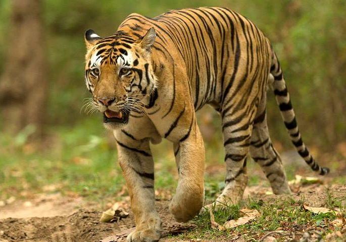 In Nagpur district, cow hunted by a tiger | नागपूर जिल्ह्यात वाघाने केली गोऱ्ह्याची शिकार In Nagpur district, cow hunted by a tiger | नागपूर जिल्ह्यात वाघाने केली गोऱ्ह्याची शिकार