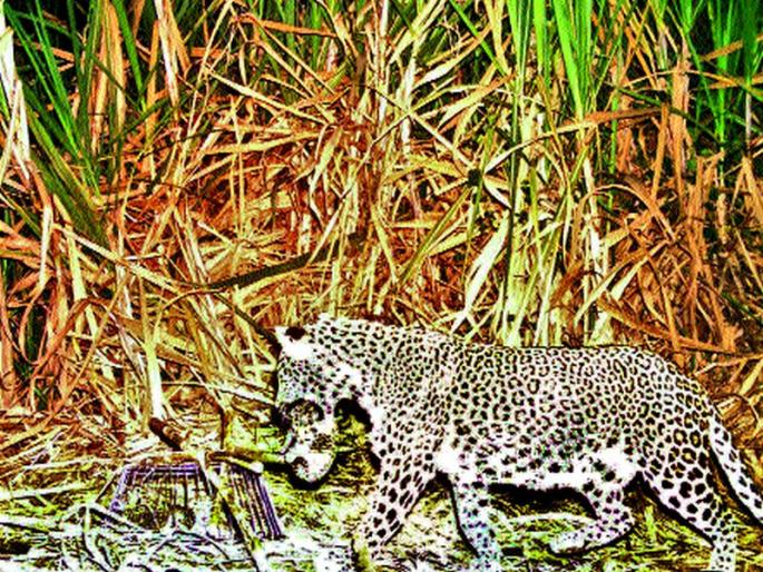 Mahela's visit to Yeola Forest Department | येवला वनविभागाने घडविली मायलेकरांची भेट Mahela's visit to Yeola Forest Department | येवला वनविभागाने घडविली मायलेकरांची भेट