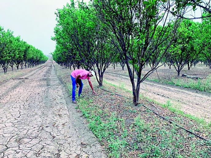 Sagar earned Rs 10 lakh from a two acre orange orchard | दोन एकर संत्रा बागेतून ‘सागर’ने घेतले १० लाखांचे उत्पन्न Sagar earned Rs 10 lakh from a two acre orange orchard | दोन एकर संत्रा बागेतून ‘सागर’ने घेतले १० लाखांचे उत्पन्न