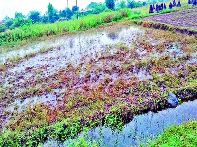 Farmers' bust with return showers! | परतीच्या पावसाने शेतकऱ्यांचे दिवाळे ! Farmers' bust with return showers! | परतीच्या पावसाने शेतकऱ्यांचे दिवाळे !