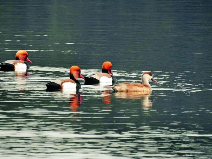 Gorewada area in Nagpur surrounded by visiting birds | पाहुण्या पक्ष्यांनी गजबजला नागपुरातील गोरेवाडा परिसर Gorewada area in Nagpur surrounded by visiting birds | पाहुण्या पक्ष्यांनी गजबजला नागपुरातील गोरेवाडा परिसर
