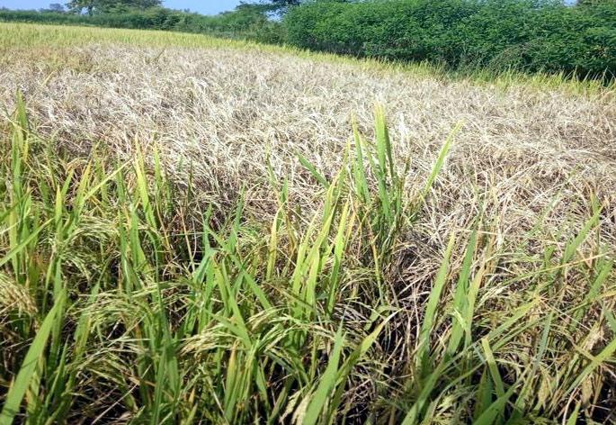 12,500 farmers in Bhandara district in trouble | भंडारा जिल्ह्यातील १२ हजार ५०० शेतकरी तुडतुड्याने संकटात 12,500 farmers in Bhandara district in trouble | भंडारा जिल्ह्यातील १२ हजार ५०० शेतकरी तुडतुड्याने संकटात