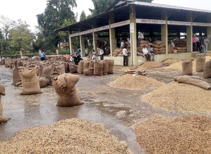 Five hundred quintals of soybeans soaked in Wardha district; Grain untimely | वर्धा जिल्ह्यात पाचशे क्विंटल सोयाबीन भिजले; अवकाळीने दाणादाण Five hundred quintals of soybeans soaked in Wardha district; Grain untimely | वर्धा जिल्ह्यात पाचशे क्विंटल सोयाबीन भिजले; अवकाळीने दाणादाण