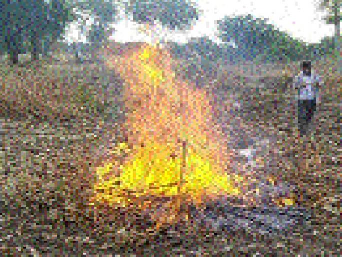 A special campaign for the eradication of bottlenecks | बोंडअळी निर्मूलनासाठी कृषी विभागाची विशेष मोहीम