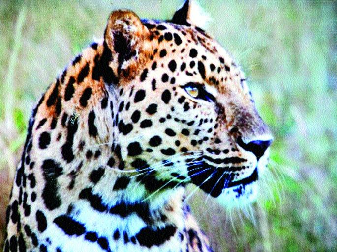 Morning Walk Closing | बिबट्याच्या भीतीने मॉर्निंग वॉक बंद Morning Walk Closing | बिबट्याच्या भीतीने मॉर्निंग वॉक बंद