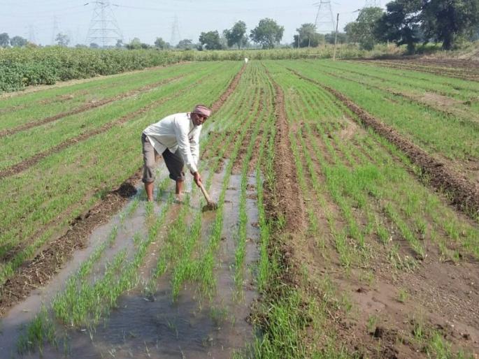 This year, the estimated area of crop is 32 lakh hectares in Vidarbha | पश्चिम विदर्भात यंदा ३२ लाख हेक्टरमध्ये खरीपाचा अंदाज This year, the estimated area of crop is 32 lakh hectares in Vidarbha | पश्चिम विदर्भात यंदा ३२ लाख हेक्टरमध्ये खरीपाचा अंदाज