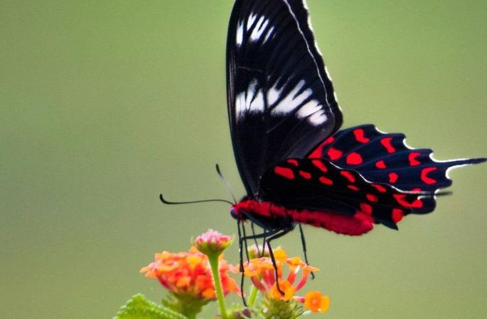 Millions spent on tiger breeding, but butterflies on the wind | व्याघ्रसंवर्धनावर कोटींचा खर्च, फुलपाखरे मात्र वाऱ्यावर