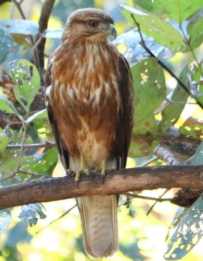 common bajard bird found in Wardha's bore tiger project | वर्ध्याच्या बोर व्याघ्र प्रकल्पात आढळला बाज पक्षी common bajard bird found in Wardha's bore tiger project | वर्ध्याच्या बोर व्याघ्र प्रकल्पात आढळला बाज पक्षी