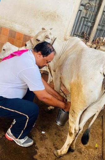 Sameer Kunawar busy in cow shed | Corona Virus in Wardha; समीर कुणावार यांच्यावर आली दूध काढण्याची पाळी Sameer Kunawar busy in cow shed | Corona Virus in Wardha; समीर कुणावार यांच्यावर आली दूध काढण्याची पाळी