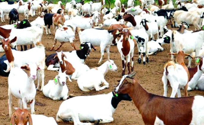 Two thousand goats Transport from Nagpur to the Gulf | नागपूरहून आखातात दोन हजार शेळ्या जाणार