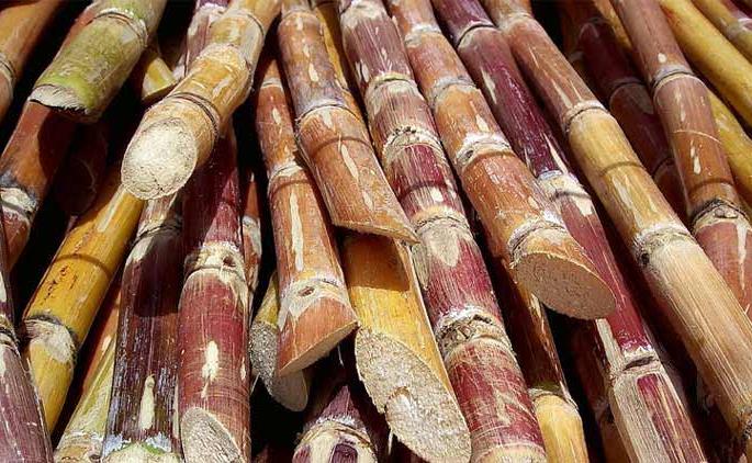 Compensate the farmer! | शेतकऱ्याला नुकसान भरपाई द्या! Compensate the farmer! | शेतकऱ्याला नुकसान भरपाई द्या!