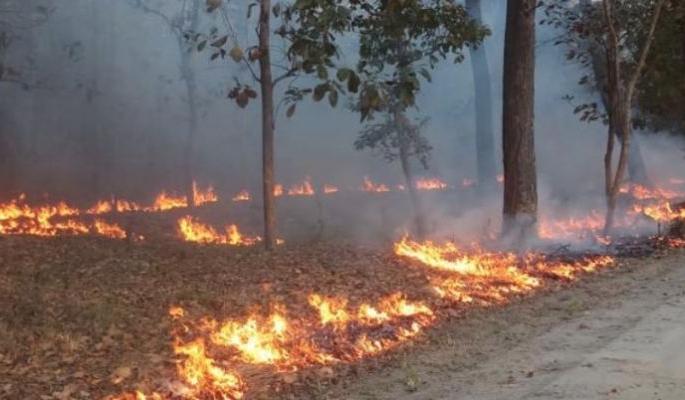 4321 wildfires erupt in the state in four months | राज्यात चार महिन्यांत ४३२१ वणव्यांचा भडका 4321 wildfires erupt in the state in four months | राज्यात चार महिन्यांत ४३२१ वणव्यांचा भडका