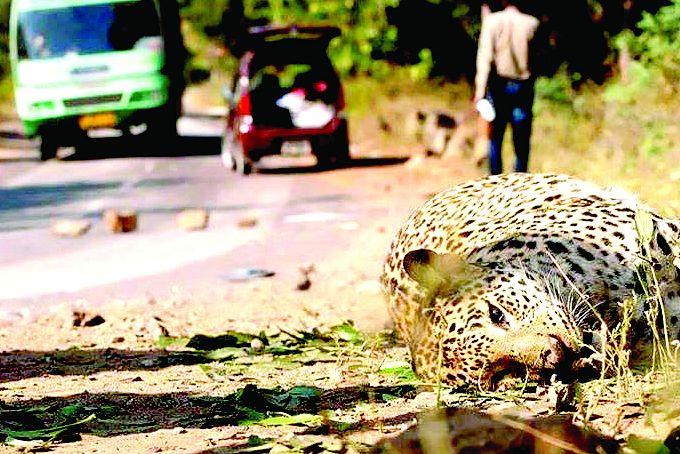 Due to road accident, three tigers, 50 leopards die in the state | रस्ते अपघातात राज्यातील ३ वाघ, ५० बिबट्यांचा मृत्यू Due to road accident, three tigers, 50 leopards die in the state | रस्ते अपघातात राज्यातील ३ वाघ, ५० बिबट्यांचा मृत्यू