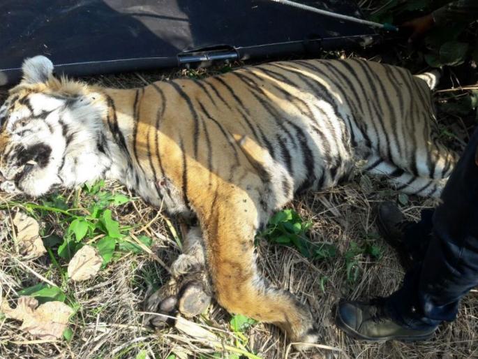 And 'Yeda Anna' was suffering; Tiger death case of Chandrapur | अन् ‘येडा अण्णा’ विव्हळत होता; चंद्रपूरचे वाघ मृत्यू प्रकरण And 'Yeda Anna' was suffering; Tiger death case of Chandrapur | अन् ‘येडा अण्णा’ विव्हळत होता; चंद्रपूरचे वाघ मृत्यू प्रकरण