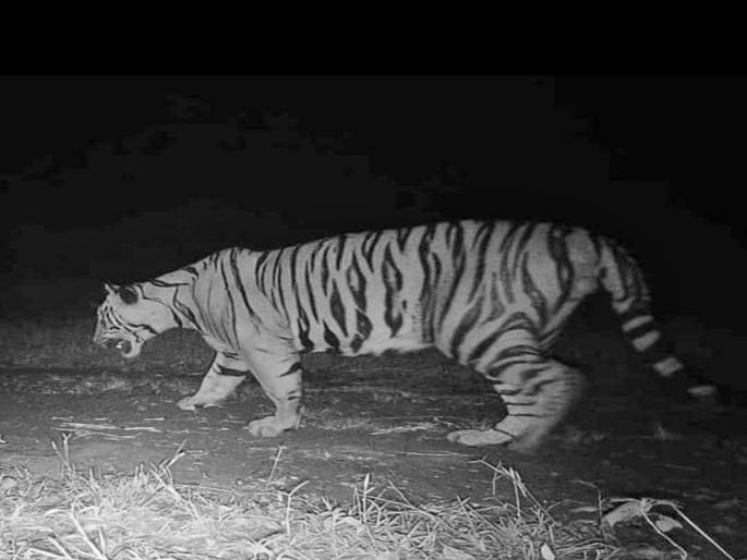 Two tigers from Chandrapur coming soon to Kolhapur forest will be translocated through National Tiger Conservation Authority | कोल्हापूरच्या जंगलात लवकरच येणार चंद्रपूरवरून दोन वाघ, राष्ट्रीय व्याघ्र संरक्षण प्राधिकरणामार्फत होणार स्थलांतर Two tigers from Chandrapur coming soon to Kolhapur forest will be translocated through National Tiger Conservation Authority | कोल्हापूरच्या जंगलात लवकरच येणार चंद्रपूरवरून दोन वाघ, राष्ट्रीय व्याघ्र संरक्षण प्राधिकरणामार्फत होणार स्थलांतर