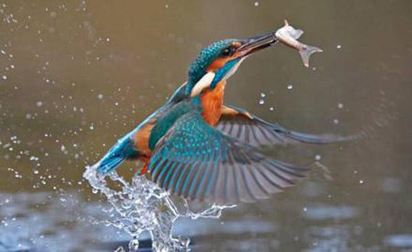 Ditch bird trapped in search of hunting on river-plains, unique fishermen | डिचा पक्षी नदी-ओढ्यांवर शिकार शोधण्यात गर्क, अनोखा मच्छिमार  Ditch bird trapped in search of hunting on river-plains, unique fishermen | डिचा पक्षी नदी-ओढ्यांवर शिकार शोधण्यात गर्क, अनोखा मच्छिमार