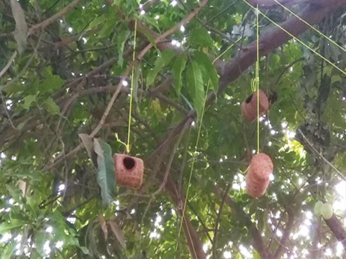 Due to the survival of the sparrow, the Police Inspector's initiative | चिमणीचे अस्तित्व टिकविण्यासाठी धडपड, पोलीस निरीक्षकाचा पुढाकार Due to the survival of the sparrow, the Police Inspector's initiative | चिमणीचे अस्तित्व टिकविण्यासाठी धडपड, पोलीस निरीक्षकाचा पुढाकार