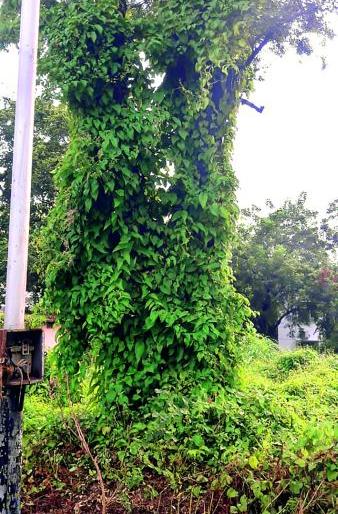 40% green cover in Nagpur city in danger; Crisis on the survival of birds | नागपूर शहरातील ४० टक्के ग्रीन कव्हर धोक्यात; पक्ष्यांच्याही जीवितावर संकट 40% green cover in Nagpur city in danger; Crisis on the survival of birds | नागपूर शहरातील ४० टक्के ग्रीन कव्हर धोक्यात; पक्ष्यांच्याही जीवितावर संकट