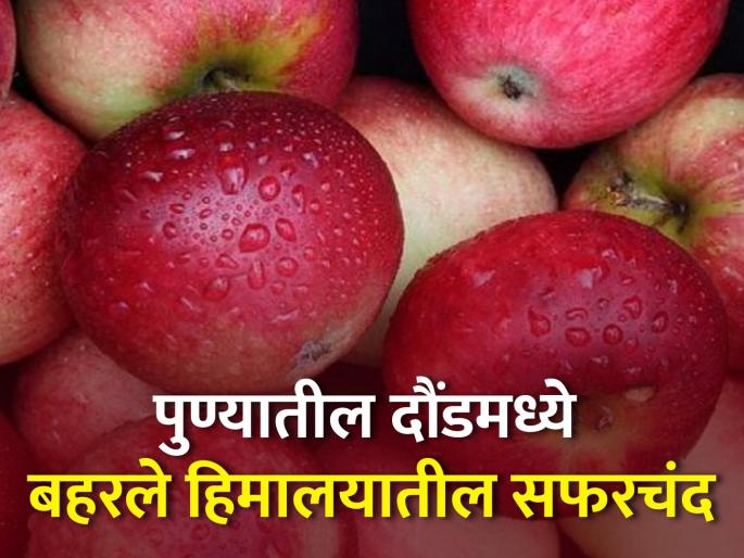 pune daund farmer datta bhosale successfully crop of himalay apple | पुण्यातील दौंडमध्ये ४० डिग्री तापमानातही बहरले हिमालयातील सफरचंद pune daund farmer datta bhosale successfully crop of himalay apple | पुण्यातील दौंडमध्ये ४० डिग्री तापमानातही बहरले हिमालयातील सफरचंद
