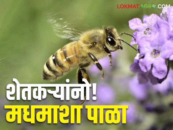 Honey Bee Farmers, the number of bees is decreasing! Beekeeping will be a profitable business | Honey Bee : शेतकऱ्यांनो मधमाशांची संख्या होतेय कमी! मधमाशीपालन व्यवसाय ठरेल फायद्याचा