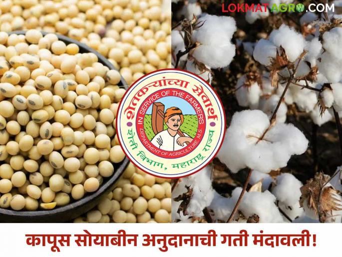 Soybean-Cotton Subsidy How much soybean-cotton subsidy has been distributed so far? Why has the pace slowed down? | Soybean-Cotton Subsidy : आत्तापर्यंत सोयाबीन-कापसाचे अनुदान किती झाले वाटप? गती का मंदावली? Soybean-Cotton Subsidy How much soybean-cotton subsidy has been distributed so far? Why has the pace slowed down? | Soybean-Cotton Subsidy : आत्तापर्यंत सोयाबीन-कापसाचे अनुदान किती झाले वाटप? गती का मंदावली?