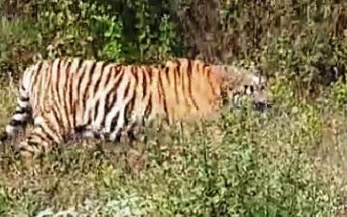Patteri tiger sighting in Lingwadi area of Ajra taluka? | आजरा तालुक्यातील लिंगवाडी परिसरात पट्टेरी वाघाचे दर्शन? Patteri tiger sighting in Lingwadi area of Ajra taluka? | आजरा तालुक्यातील लिंगवाडी परिसरात पट्टेरी वाघाचे दर्शन?