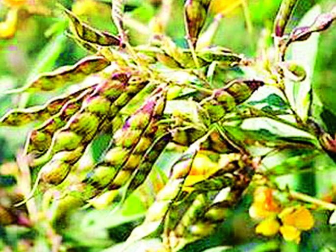 Hope for the farmers | फुललेल्या तुरीपासून शेतकऱ्यांना आशा